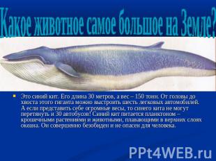 Это синий кит. Его длина 30 метров, а вес – 150 тонн. От головы до хвоста этого