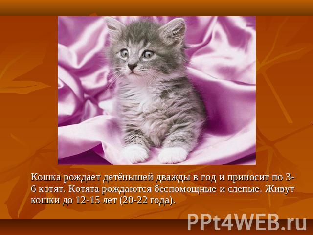 Кошка рождает детёнышей дважды в год и приносит по 3-6 котят. Котята рождаются беспомощные и слепые. Живут кошки до 12-15 лет (20-22 года).