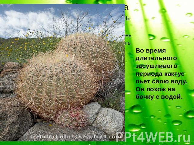 Во время длительного засушливого периода кактус пьет свою воду. Он похож на бочку с водой.