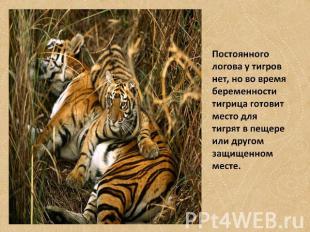Постоянного логова у тигров нет, но во время беременности тигрица готовит место