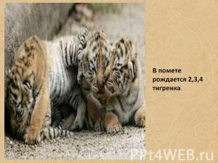 В помете рождается 2,3,4 тигренка.