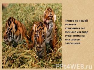 Тигров на нашей планете становится все меньше и в ряде стран охота на них совсем