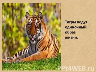Тигры ведут одиночный образ жизни.