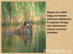Кошки не любят воду, но тиграм купаться нравиться. В жаркую погоду они принимают