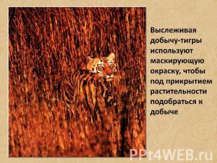 Выслеживая добычу-тигры используют маскирующую окраску, чтобы под прикрытием рас