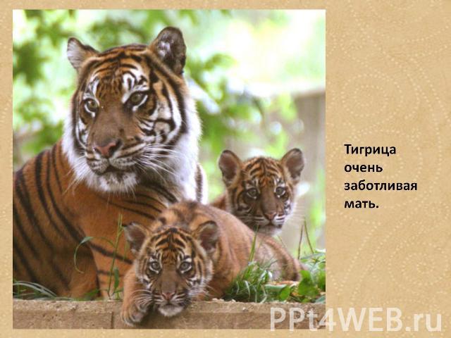 Тигрица очень заботливая мать.