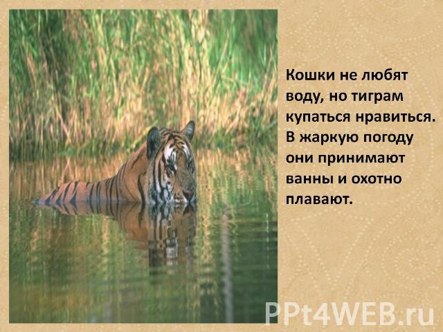 Кошки не любят воду, но тиграм купаться нравиться. В жаркую погоду они принимают ванны и охотно плавают.