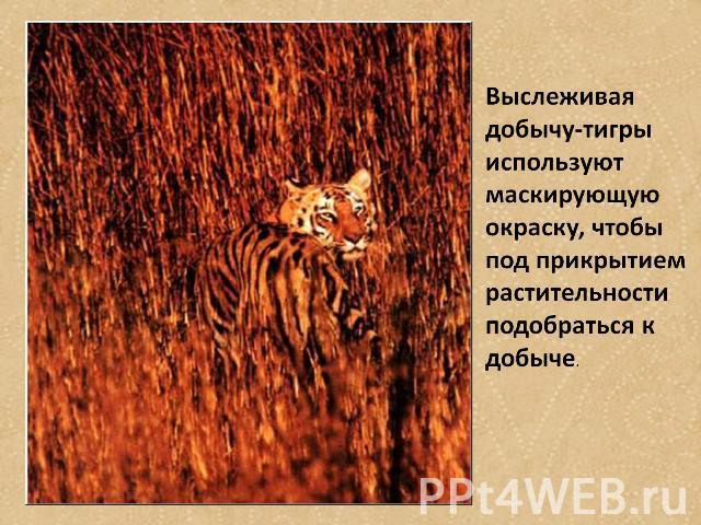 Выслеживая добычу-тигры используют маскирующую окраску, чтобы под прикрытием растительности подобраться к добыче.