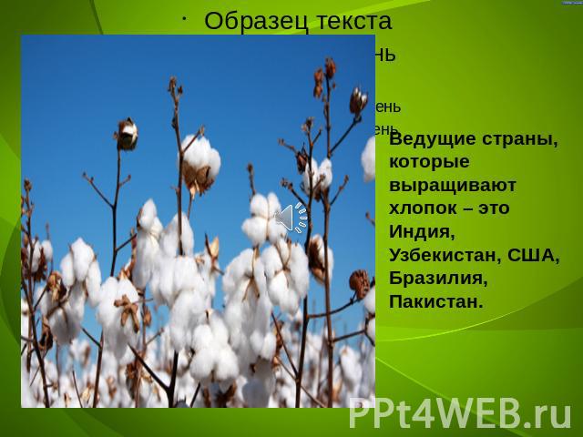 Ведущие страны, которые выращивают хлопок – это Индия, Узбекистан, США, Бразилия, Пакистан.