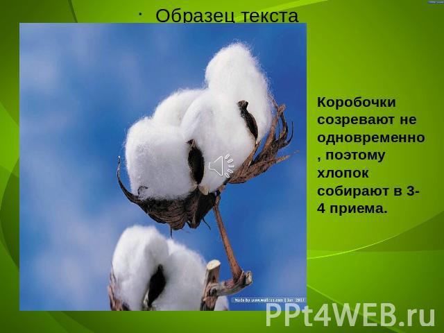 Коробочки созревают не одновременно, поэтому хлопок собирают в 3-4 приема.