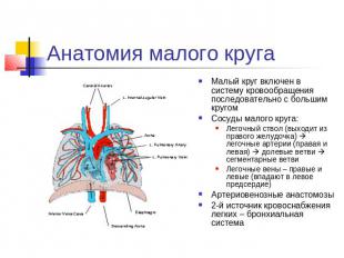 Анатомия малого круга Малый круг включен в систему кровообращения последовательн