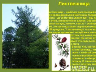 Лиственница Лиственница - наиболее распространён – ная порода деревьев в Восточн