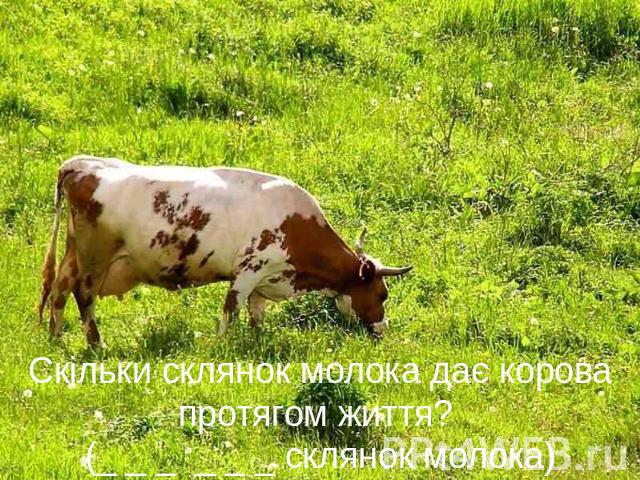 Скільки склянок молока дає корова протягом життя? (_ _ _ _ _ _ склянок молока)