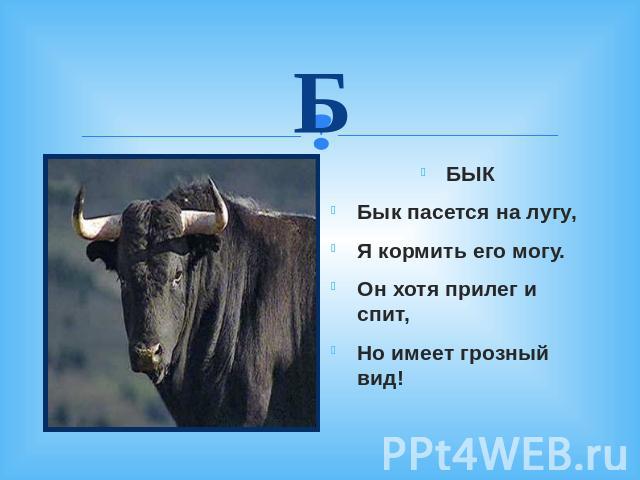 Б БЫК Бык пасется на лугу, Я кормить его могу. Он хотя прилег и спит, Но имеет грозный вид!