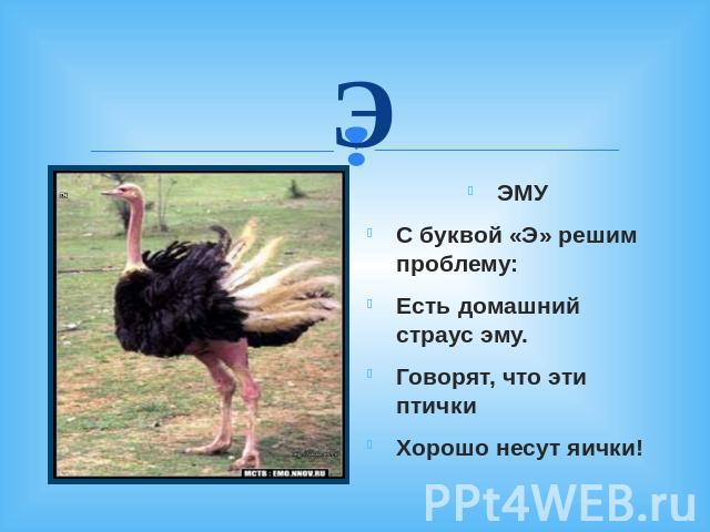 Э ЭМУ С буквой «Э» решим проблему: Есть домашний страус эму. Говорят, что эти птички Хорошо несут яички!