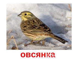 овсянка