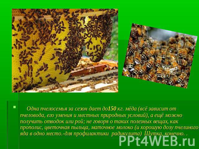Одна пчелосемья за сезон дает до150 кг. мёда (всё зависит от пчеловода, его умения и местных природных условий), а ещё можно получить отводок или рой; не говоря о таких полезных вещах, как прополис, цветочная пыльца, маточное молоко (и хорошую дозу …