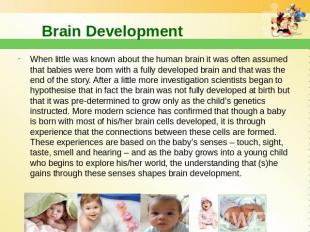 Brain Development When little was known about the human brain it was often assum