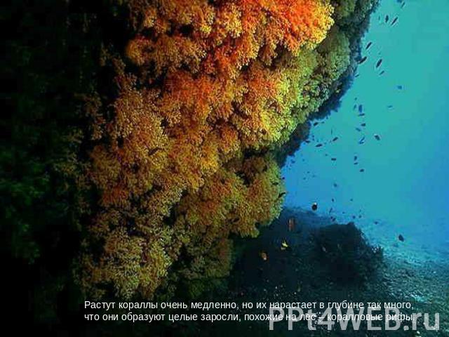 Растут кораллы очень медленно, но их нарастает в глубине так много, что они образуют целые заросли, похожие на лес – коралловые рифы.