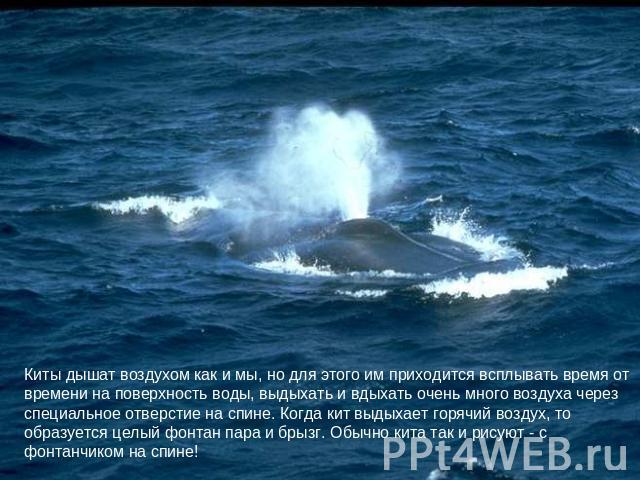 Киты дышат воздухом как и мы, но для этого им приходится всплывать время от времени на поверхность воды, выдыхать и вдыхать очень много воздуха через специальное отверстие на спине. Когда кит выдыхает горячий воздух, то образуется целый фонтан пара …