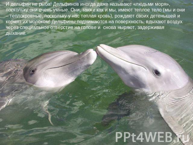 И дельфин не рыба! Дельфинов иногда даже называют «людьми моря», поскольку они очень умные. Они, также как и мы, имеют теплое тело (мы и они – теплокровные, поскольку у нас теплая кровь), рождают своих детенышей и кормят их молоком! Дельфины поднима…
