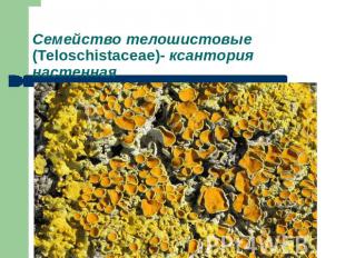 Семейство телошистовые (Teloschistaceae)- ксантория настенная