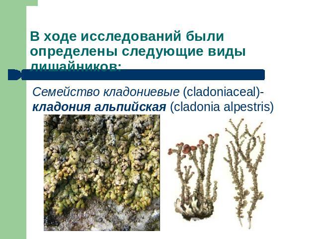 В ходе исследований были определены следующие виды лишайников: Семейство кладониевые (cladoniaceal)- кладония альпийская (cladonia alpestris)