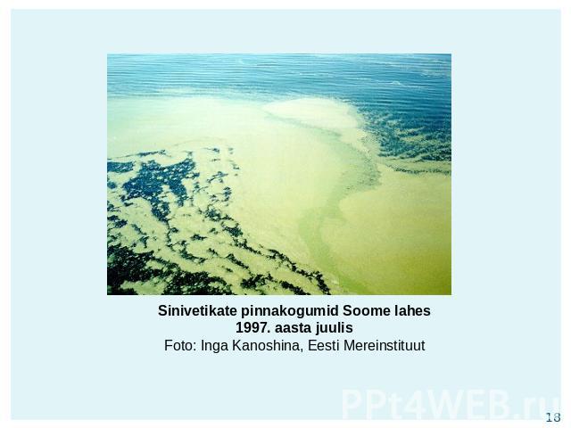 Sinivetikate pinnakogumid Soome lahes 1997. aasta juulisFoto: Inga Kanoshina, Eesti Mereinstituut