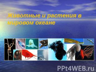 Животные и растения в мировом океане