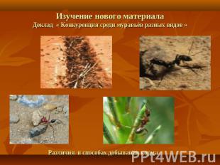 Изучение нового материалаДоклад « Конкуренция среди муравьёв разных видов » Разл