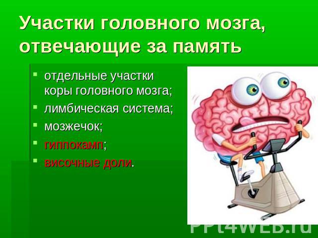 Участки головного мозга, отвечающие за память отдельные участки коры головного мозга; лимбическая система; мозжечок; гиппокамп; височные доли.