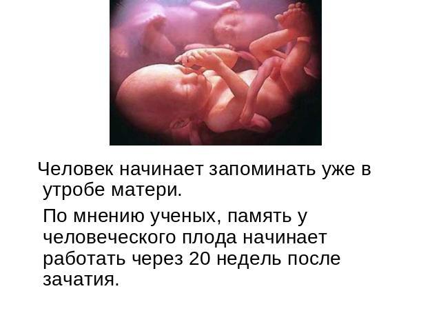 Человек начинает запоминать уже в утробе матери. По мнению ученых, память у человеческого плода начинает работать через 20 недель после зачатия.