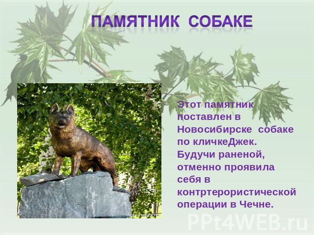 Этот памятник поставлен в Новосибирске собаке по кличкеДжек. Будучи раненой, отменно проявила себя в контртерористической операции в Чечне.