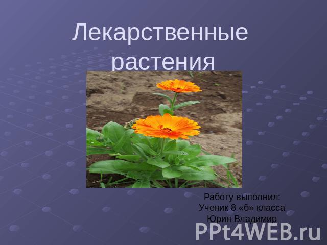 Лекарственные растения Работу выполнил: Ученик 8 «б» класса Юрин Владимир