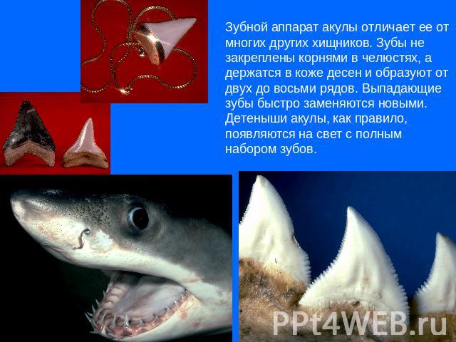 Зубной аппарат акулы отличает ее от многих других хищников. Зубы не закреплены корнями в челюстях, а держатся в коже десен и образуют от двух до восьми рядов. Выпадающие зубы быстро заменяются новыми. Детеныши акулы, как правило, появляются на свет …