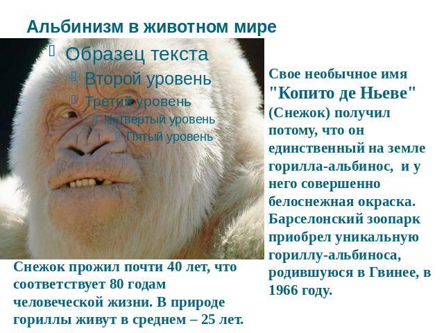 Альбинизм в животном мире Снежок прожил почти 40 лет, что соответствует 80 годам человеческой жизни. В природе гориллы живут в среднем – 25 лет. Свое необычное имя 