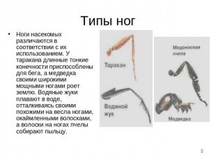 Типы ног Ноги насекомых различаются в соответствии с их использованием. У тарака