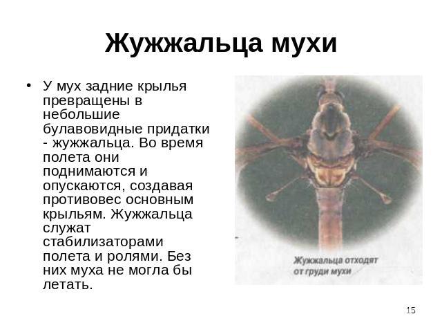 Жужжальца мухи У мух задние крылья превращены в небольшие булавовидные придатки - жужжальца. Во время полета они поднимаются и опускаются, создавая противовес основным крыльям. Жужжальца служат стабилизаторами полета и ролями. Без них муха не могла …