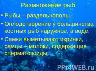 Размножение рыб Рыбы – раздельнополы. Оплодотворение у большинства костных рыб н