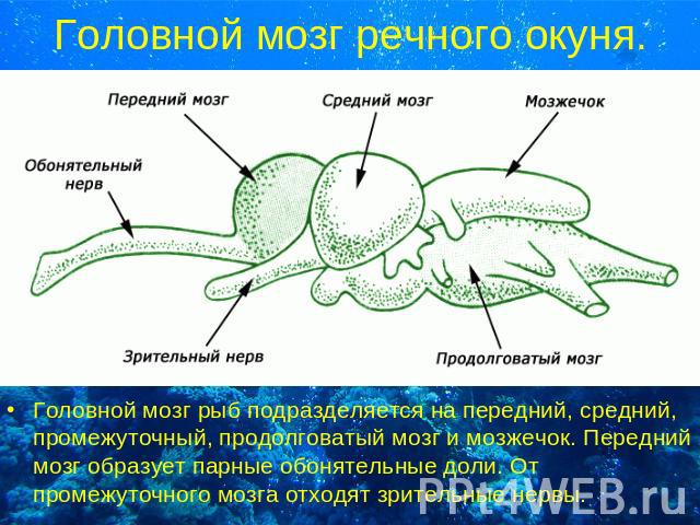 Головной мозг речного окуня. Головной мозг рыб подразделяется на передний, средний, промежуточный, продолговатый мозг и мозжечок. Передний мозг образует парные обонятельные доли. От промежуточного мозга отходят зрительные нервы.