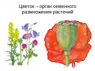 Цветок – орган семенного размножения растений