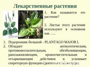 Лекарственные растения 1. Как называется это растение? 2. Листья этого растения