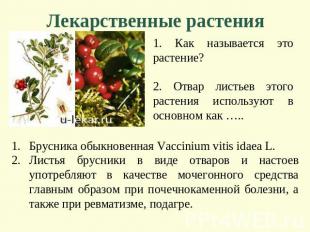Лекарственные растения 1. Как называется это растение? 2. Отвар листьев этого ра