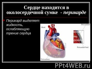 Сердце находится в околосердечной сумке - перикарде Перикард выделяет жидкость,