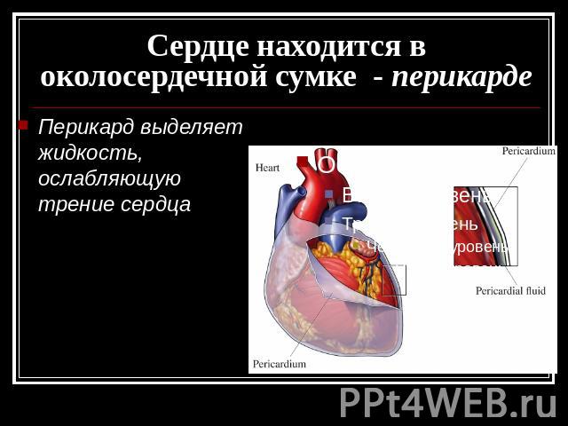 Сердце находится в околосердечной сумке - перикарде Перикард выделяет жидкость, ослабляющую трение сердца