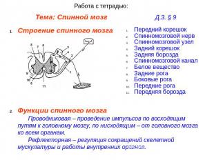 Работа с тетрадью: Тема: Спинной мозг Д.З. § 9 Строение спинного мозга Передний