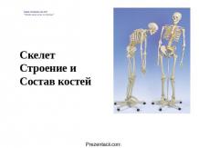 Скелет строение и состав костей