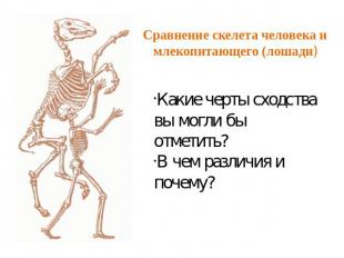 Сравнение скелета человека и млекопитающего (лошади) Какие черты сходства вы мог