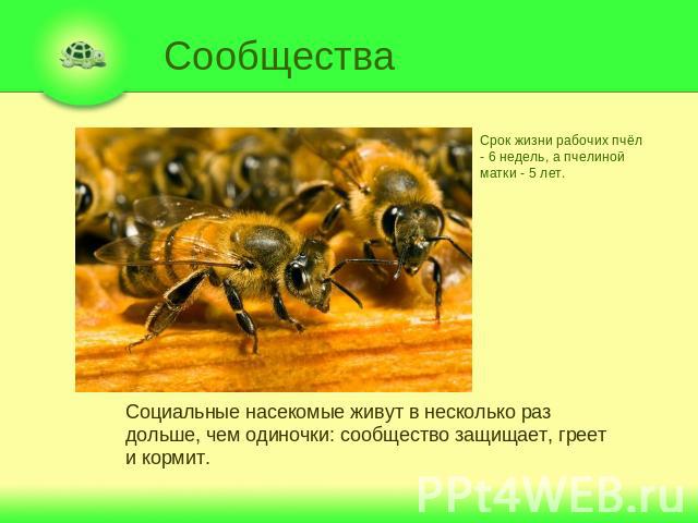 Сообщества Срок жизни рабочих пчёл - 6 недель, а пчелиной матки - 5 лет. Социальные насекомые живут в несколько раз дольше, чем одиночки: сообщество защищает, греет и кормит.
