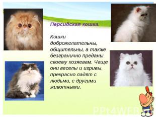Персидская кошка. Кошки доброжелательны, общительны, а также безгранично преданы